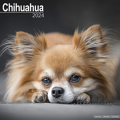 Chihuahua Calendar 2024 (Square)